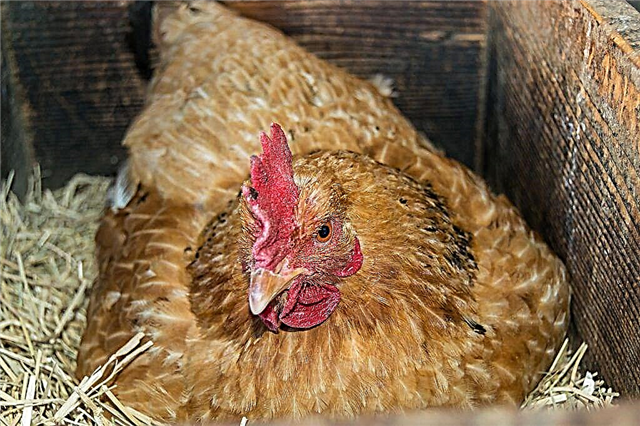 Independent production of nests for brooding and laying hens