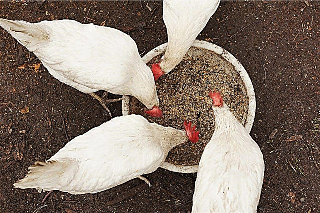 O que você pode alimentar galinhas em casa