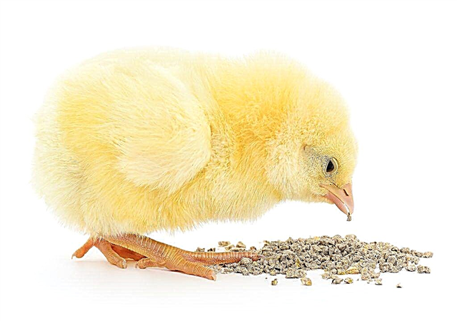 ما لإطعام الدجاج من الأيام الأولى من الحياة