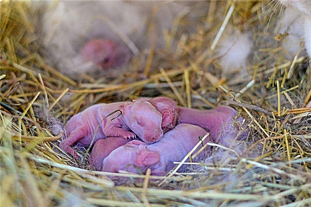 Omsorg for nyfødte kaniner