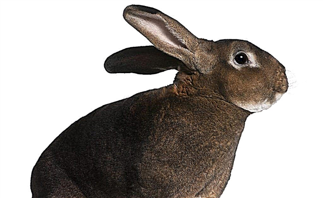 Rex Tavşanlar