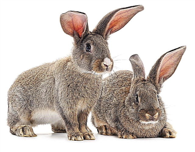 Enfermedades de las orejas en conejos.