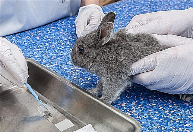 How to cure coccidiosis in rabbits