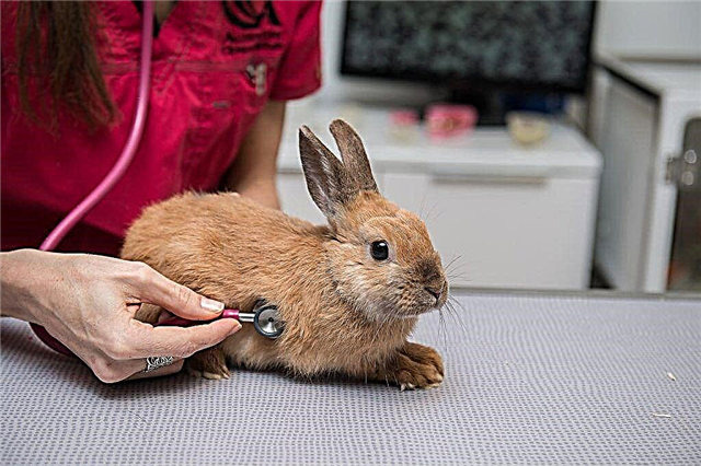Infectious rhinitis in rabbits