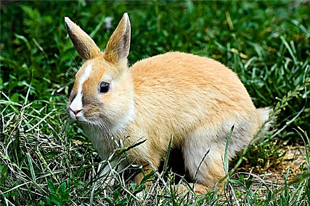 Why does rabbits have bloating?