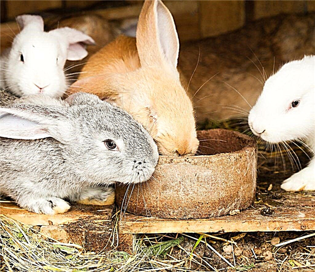 Do-it-yourself rabbit feeders