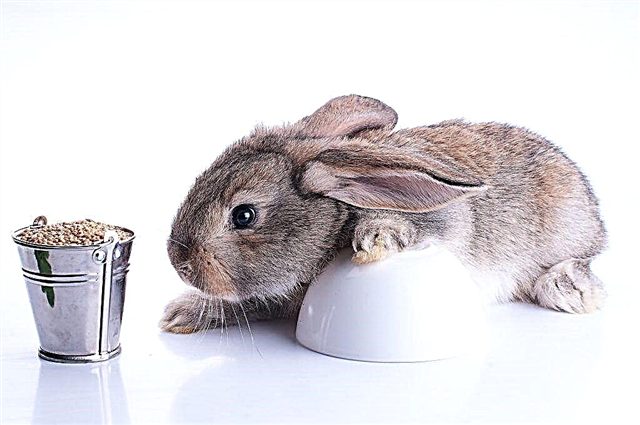 Features of feeding rabbits with grain