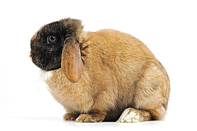 ウサギの脂肪の利点と害