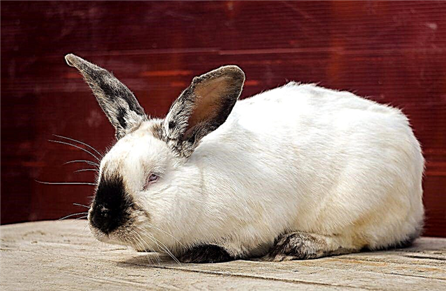 Description of the breed California rabbit