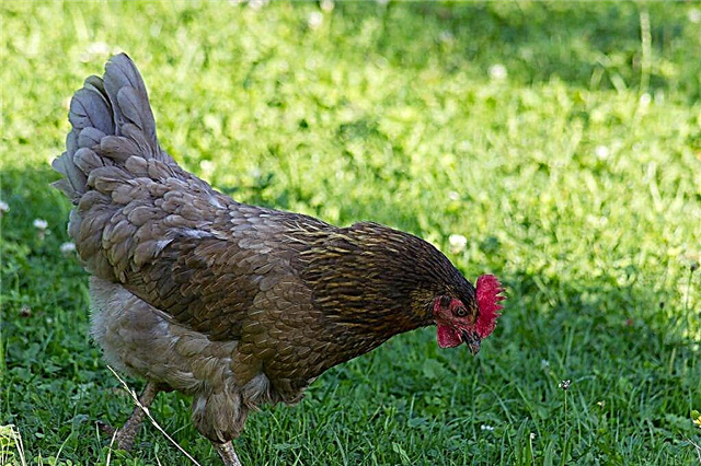 Características da raça Leningrado de galinhas