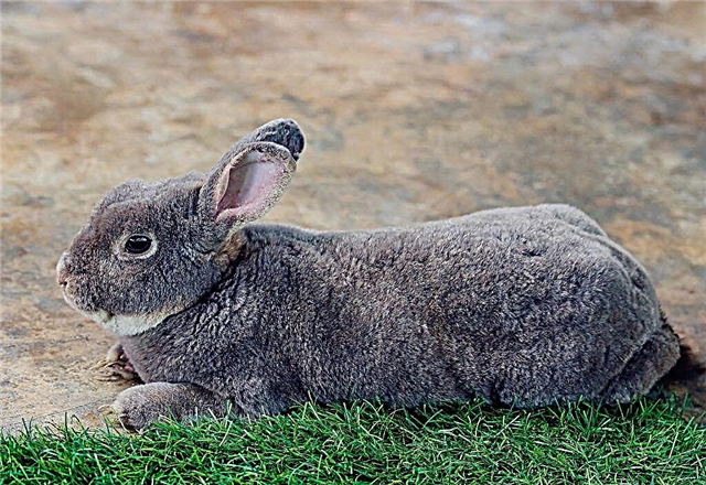 ¿Cuáles son las características de la raza de conejo gigante gris?