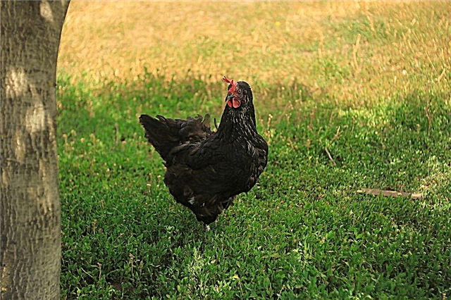 Features of black chickens