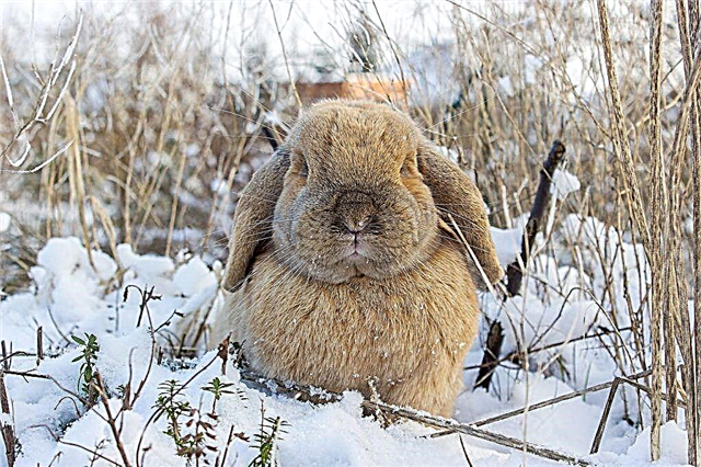 Cómo mantener conejos al aire libre en invierno
