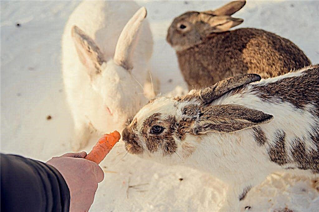 O que você pode alimentar coelhos no inverno