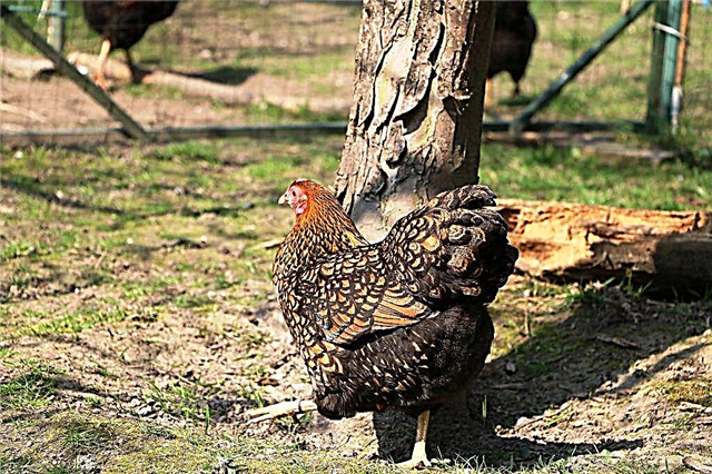 Features of the Czech breed of chickens