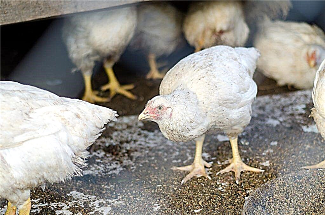 Egenskaper hos korniska kycklingar