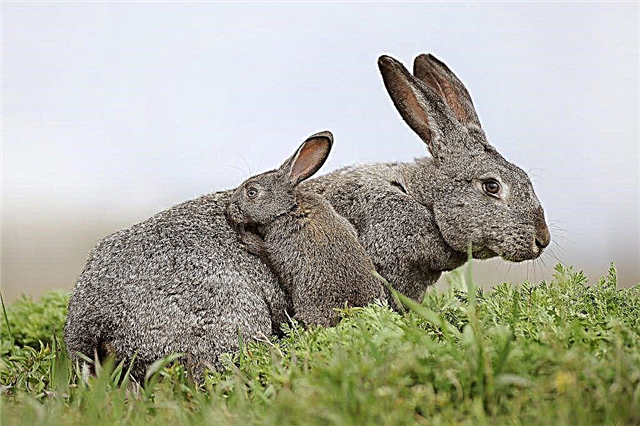 Der Begriff des Tragens von Kaninchen