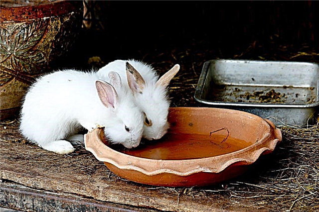 Cómo y cómo alimentar a los conejos