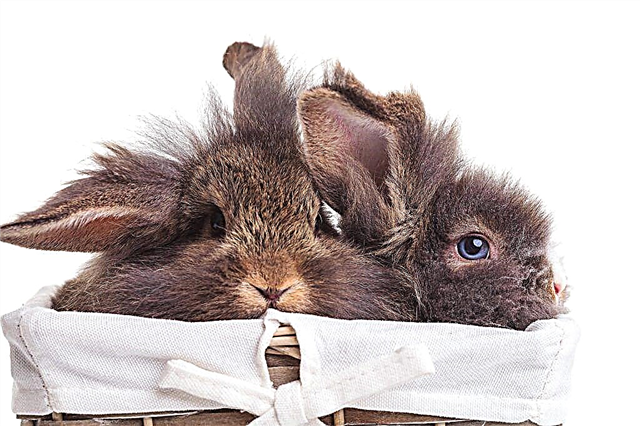Chiktonik voor konijnen