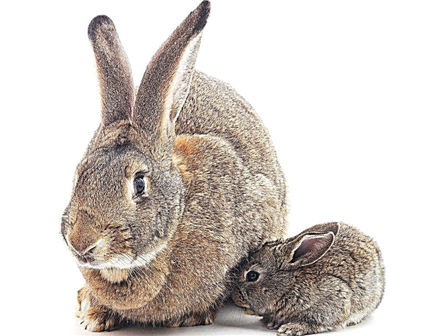 El conejo más grande y más pequeño del mundo.