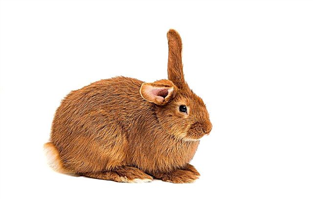 Descripción de conejos de jengibre