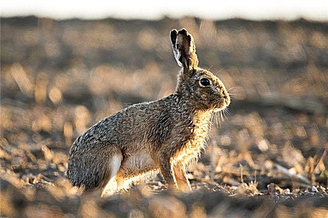 Features of the hare