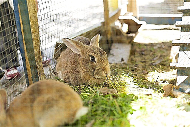 Cría de conejos en casa