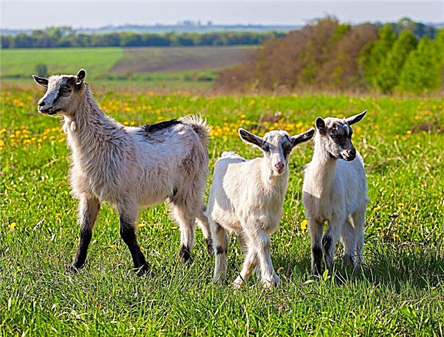 Comment l'agnelage des chèvres à la maison