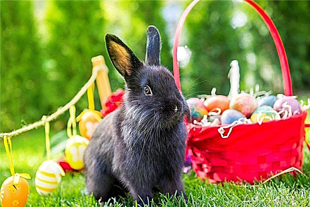 Features of Viennese rabbits
