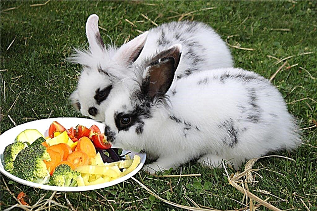 What fruits and vegetables can be fed to rabbits