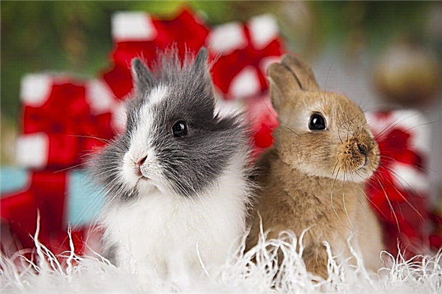 Can you give dandelions to rabbits?