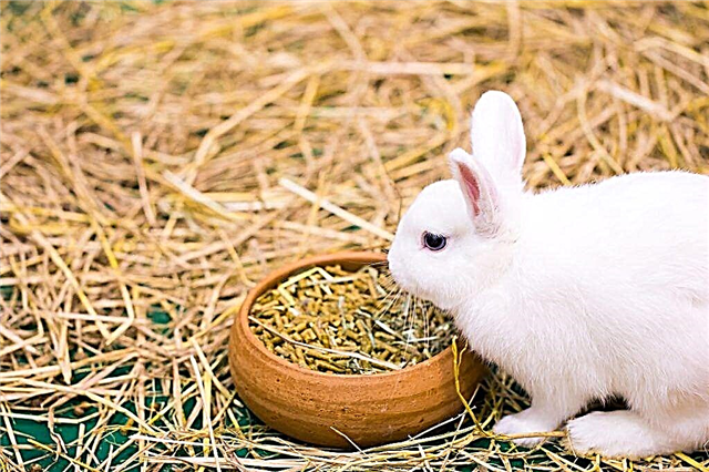 ¿Cuántas veces al día deben alimentarse los conejos?