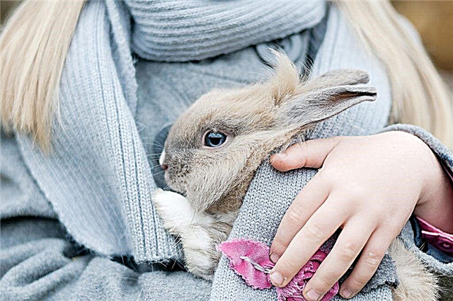 How long do decorative rabbits usually live?