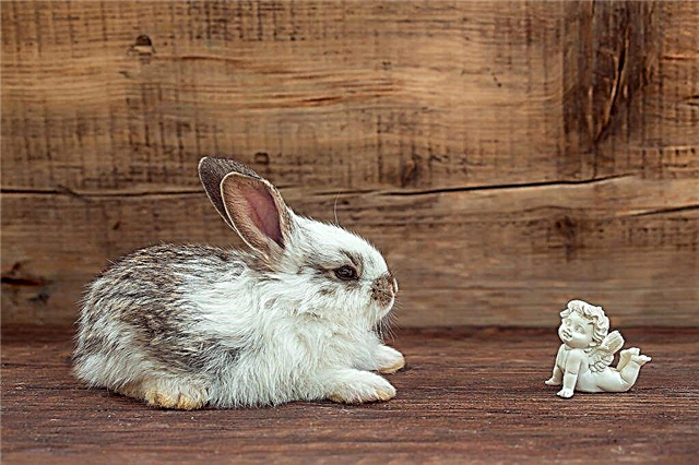 لماذا يحلم الأرانب والأرانب