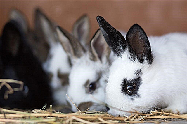 ¿Puedes agregar papas a la dieta de los conejos de granja?