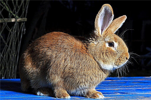 Czy można włączyć łopian do diety królików?