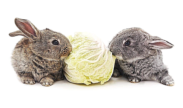 Can rabbits add cabbage to their diet?