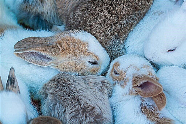 Bedrijfsplan voor het fokken en grootbrengen van konijnen