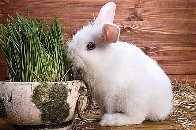 When are coccidiostatics given to rabbits