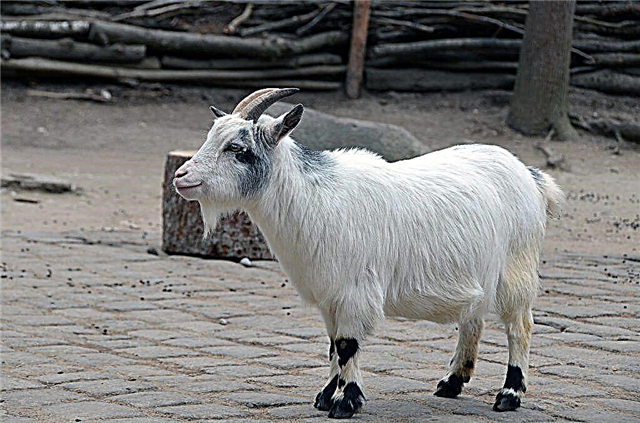 Miniature Cameroon goats