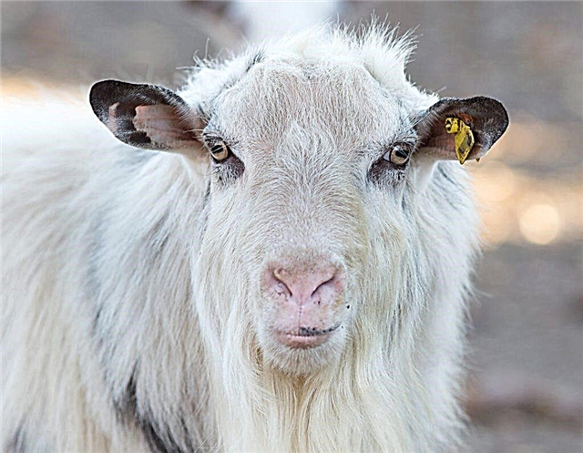 Description of Saanen goats