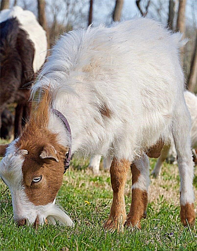 Why goats can faint when frightened