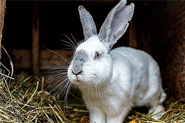Die Vor- und Nachteile der Kaninchenleber in der menschlichen Ernährung