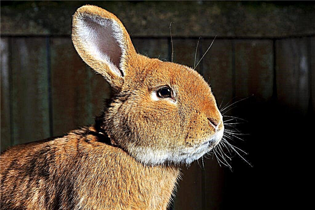 Wie man ein nasses Gesicht bei Kaninchen behandelt