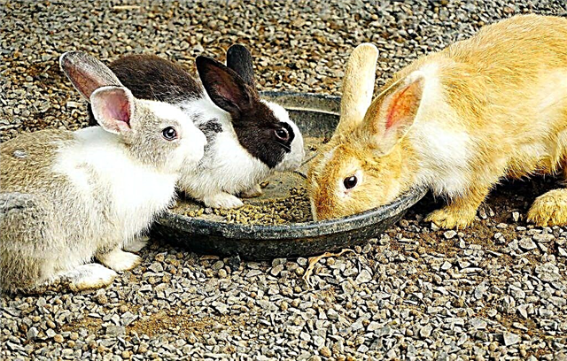 في أي سن يمكن إزالة الأرانب من أم الأرنب