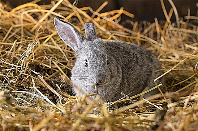 لماذا يقوم الأرنب بصد أرانب الأطفال حديثي الولادة