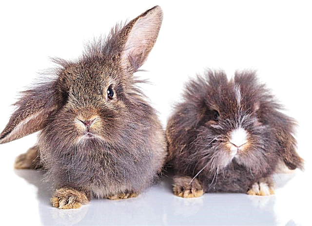 How to determine the gender of rabbits