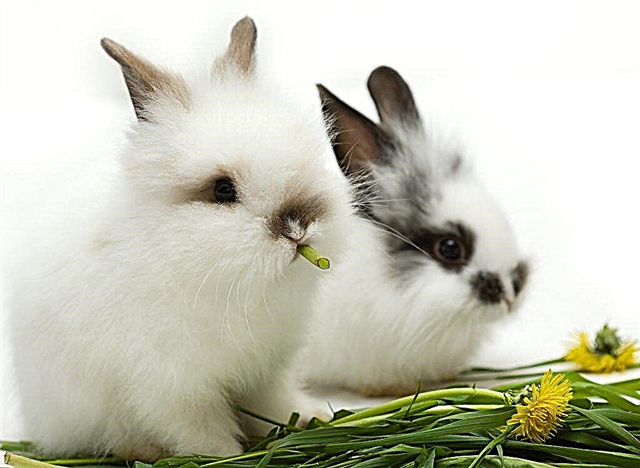 Datos interesantes sobre conejos