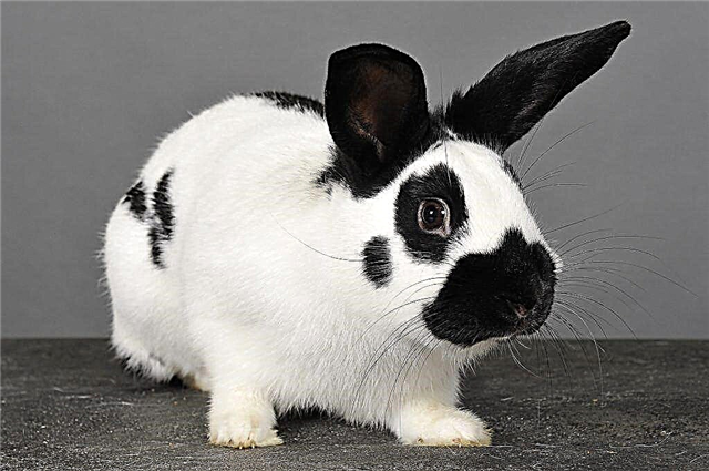 Characteristics of Butterfly rabbits