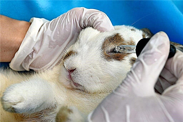 Wie Bindehautentzündung bei Kaninchen zu Hause zu behandeln